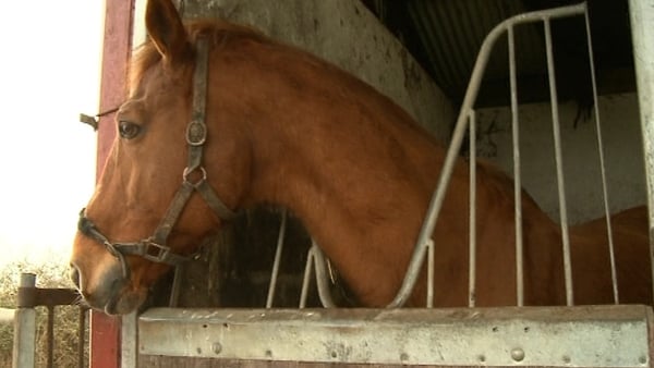 The Department of Agriculture is satisfied that only horses with valid identification are accepted for slaughter