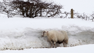 Thousands of sheep were stranded in remote areas