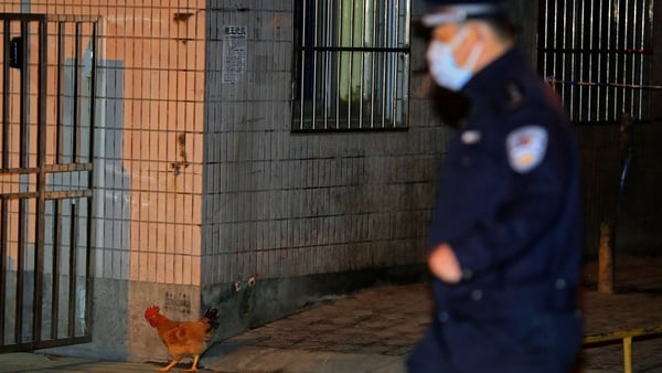 A policeman chases an escaped chicken at the Huhuai live poultry market