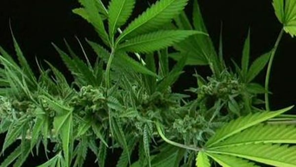 The HPRA has finished examining the scientific merits of using cannabis to help ease MS symptoms