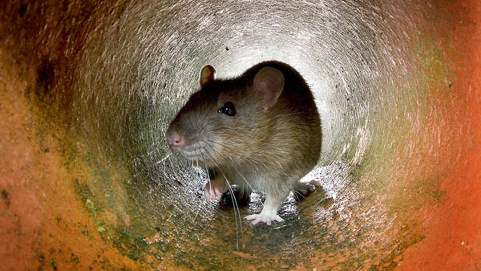 Rat meat sold as mutton in China