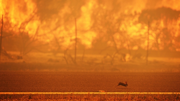 A rabbit runs from a wildfire burning along the Pacific Coast Highway