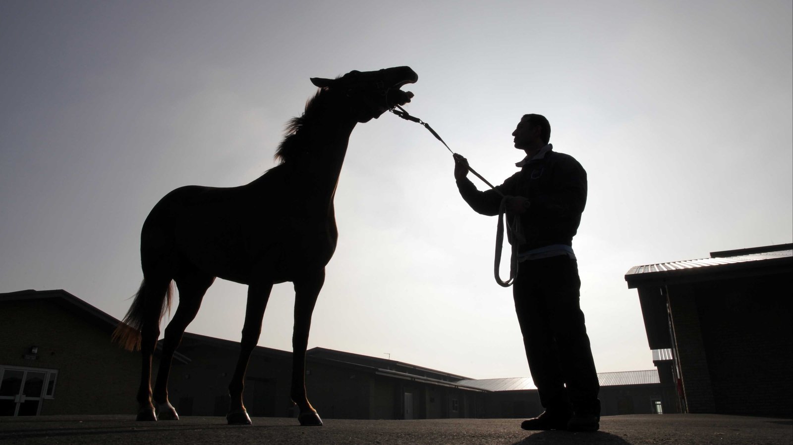 One horse town. Лошадь в городе. Испанская кобыла. Испанская лошадь. Испанская кобыла девайс.