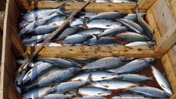 EU fisheries ministers want a 5% exemption on discards