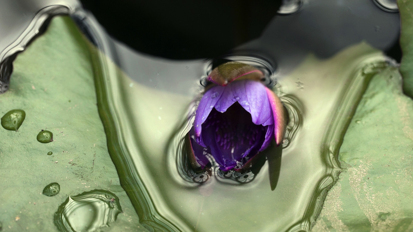 Flowers 'appeared on earth 240 million years ago'