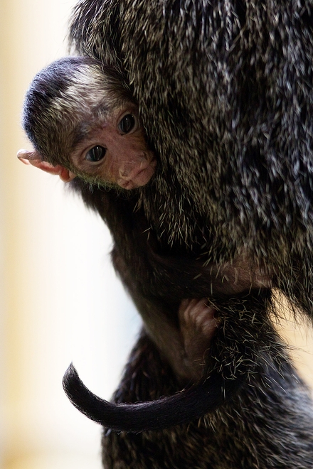 White-faced saki