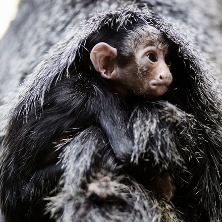 White-faced saki