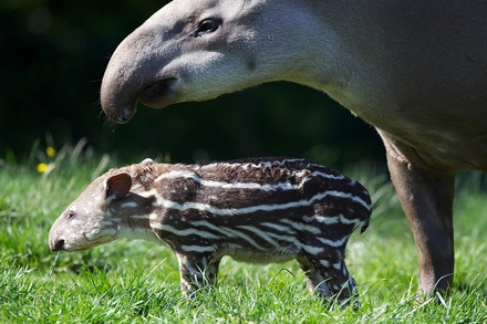 Baby Tapir