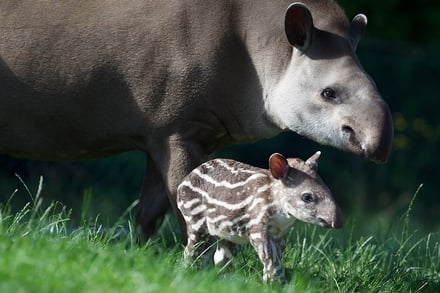 Baby Tapir