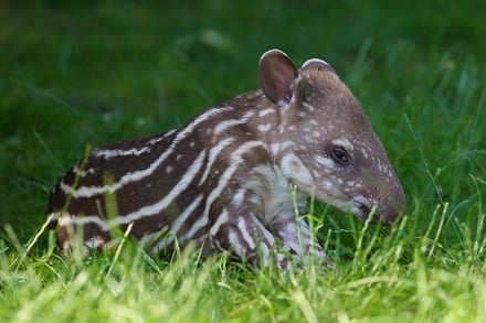 Baby Tapir