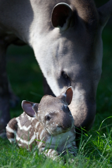 Baby Tapir
