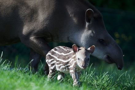 Baby Tapir