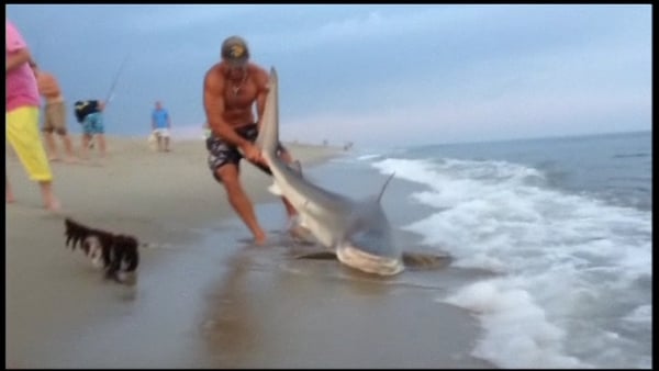 Elliot Sudal managed to reel in the shark and wrestle it to the beach