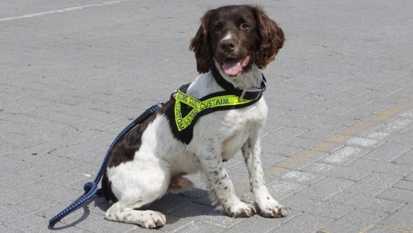 Best in class: Ralph, the Customs' sniffer dog prepares to clock in