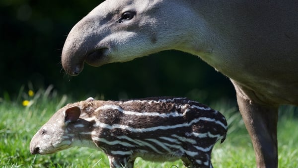 The female tapir involved in the incident had given birth to a calf just last month