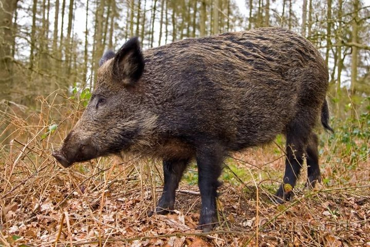 Tusk: Hunting for Ireland's Wild Boar Tusk: Hunting for Ireland's Wild Boar