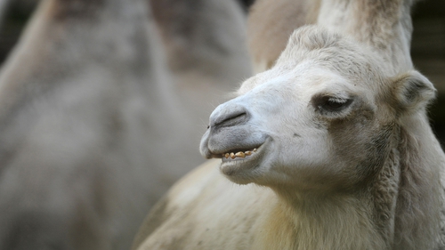 A parasite that causes sleeping sickness is also linked to very smelly camel urine