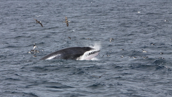 Minke whales have been spotted in Irish inland waters in recent days
