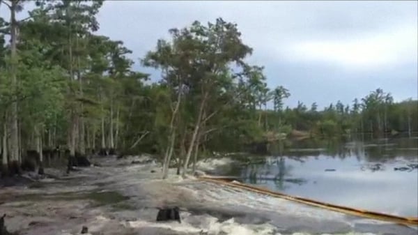 The footage shows the sinkhole swallowing trees and land on the edge of the swamp