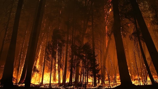 Trees burned by the Rim Fire stand in Yosemite National Park in California