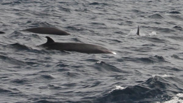 Whale experts say this photo 'almost certainly' shows three True's Beaked Whales (Pic Patrick Lyne- IWDG)