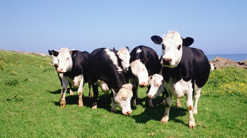 The size of the country's cattle herd is an issue for Ireland