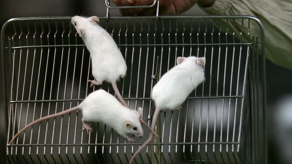 Mice were the most commonly used animals in research here