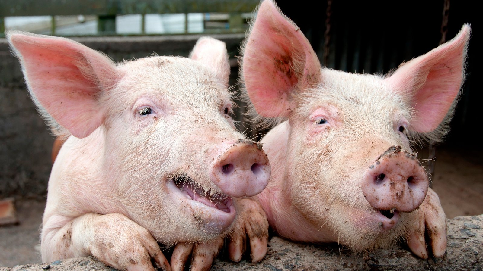 Meet the pigs who can play video games