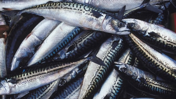 Mackerel, horse mackerel, blue whiting, herring, whelk and crab are the preferred products that are exported from Ireland