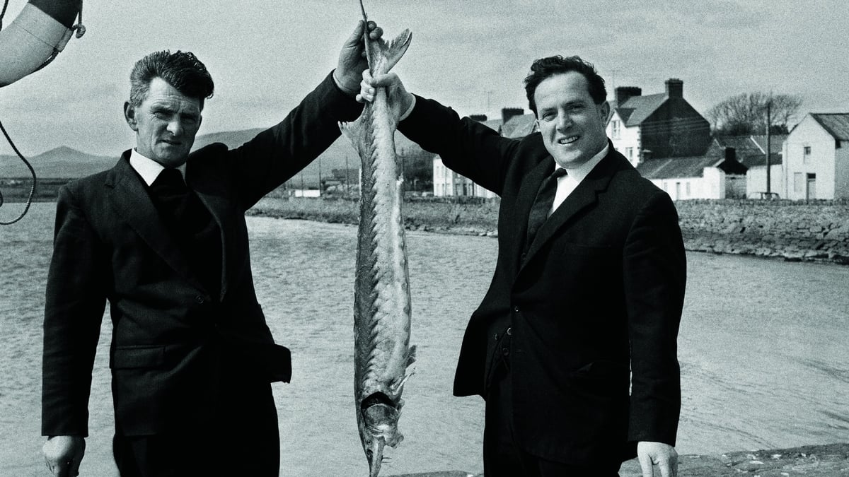 The Dingle Sturgeon Story The Dingle Sturgeon Story