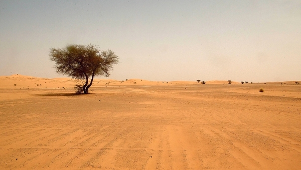 The migrants had set off across the Sahara towards Algeria in mid-October, but scattered to find water after their vehicle broke down