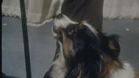 Pet Dog (1979)