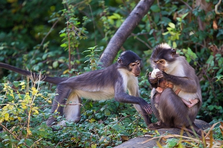 White-crowned mangabeys