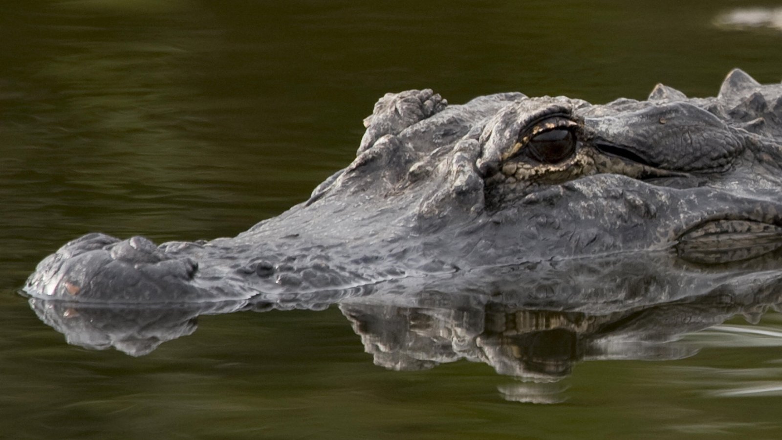 Alligator kills woman, 85, walking her dog in Florida