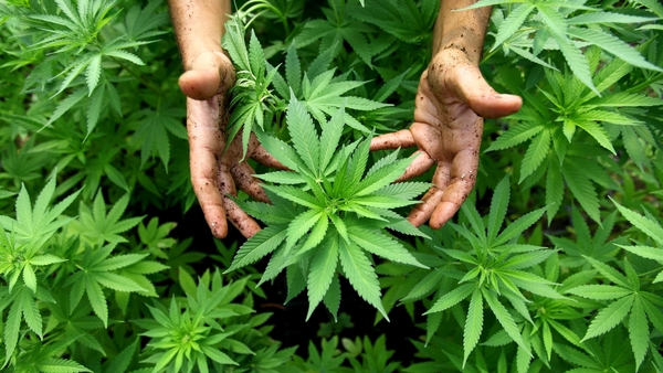 A growing number of countries in Europe have legalised or are planning to legalise cannabis for medicinal use