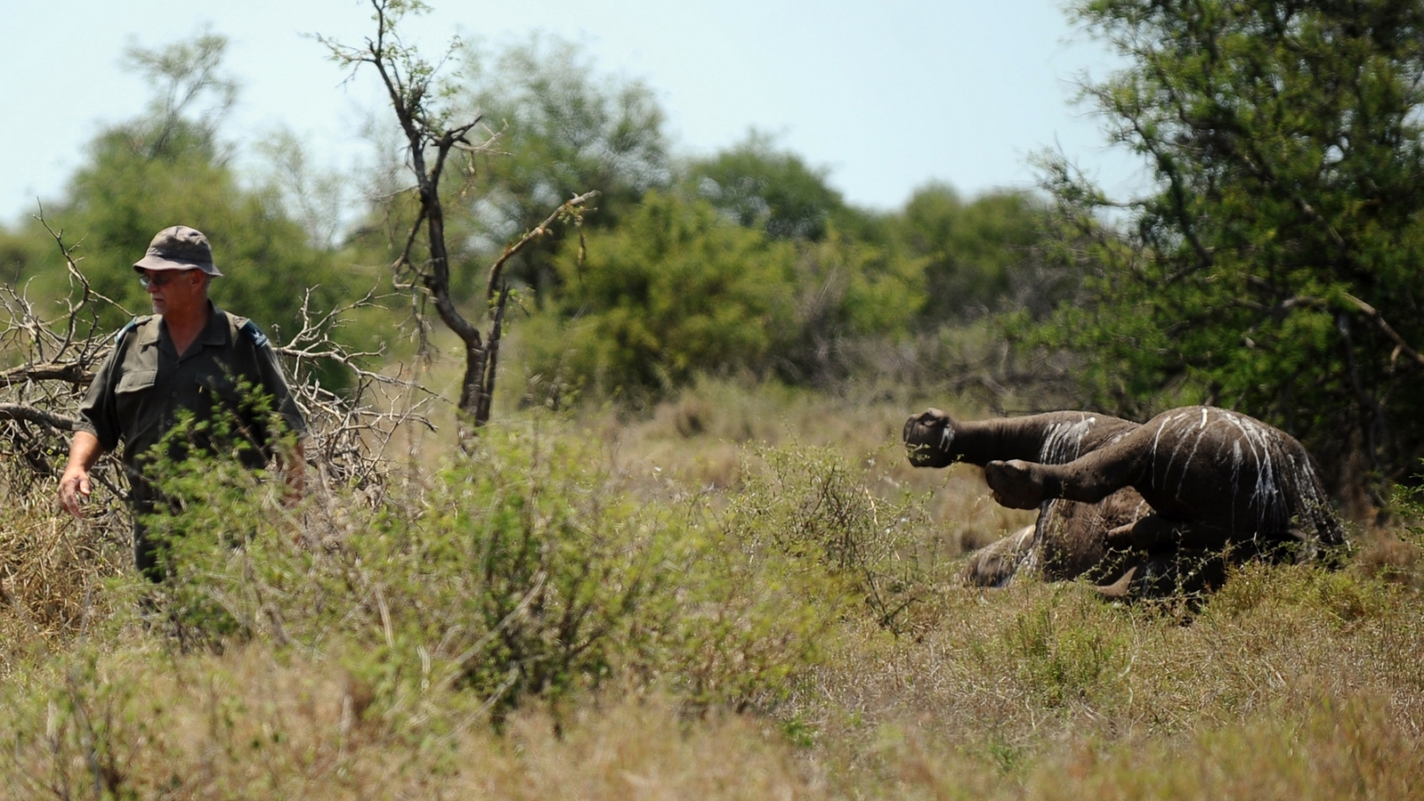 South Africa rhino poaching rose 50% last year