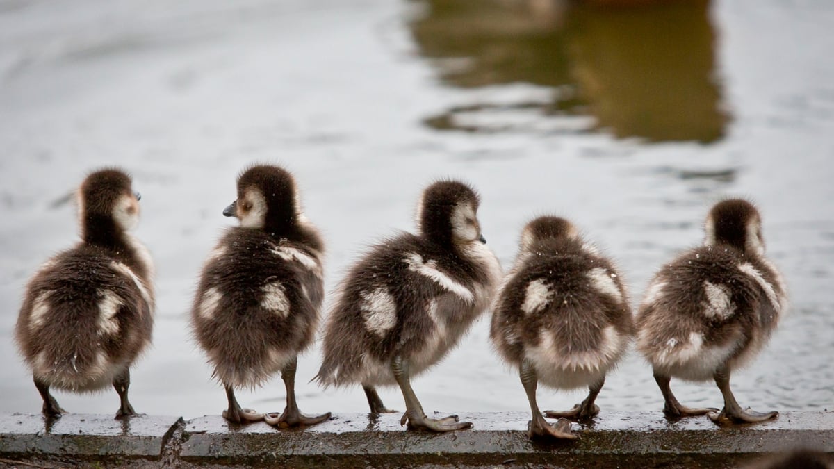 goose-and-gander-countrywide-rt-radio-1