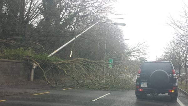 A tree blocking the road on the approach to the Dunkettle Roundabout in Cork (Pic: Darren Dunne)