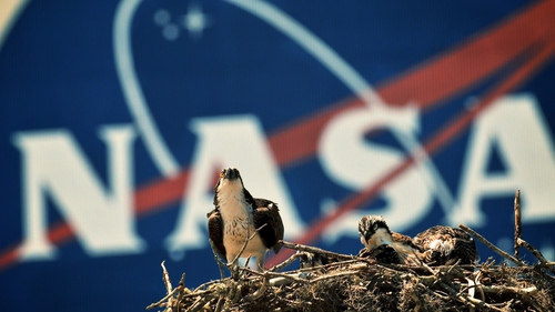 An Osprey eagle with three eaglets sits on their nest in front of the NASA logo on the Vehicle Assembly Building at the John F Kennedy Space Center