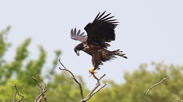 Bird Populations Suffering Serious Decline Birdwatch