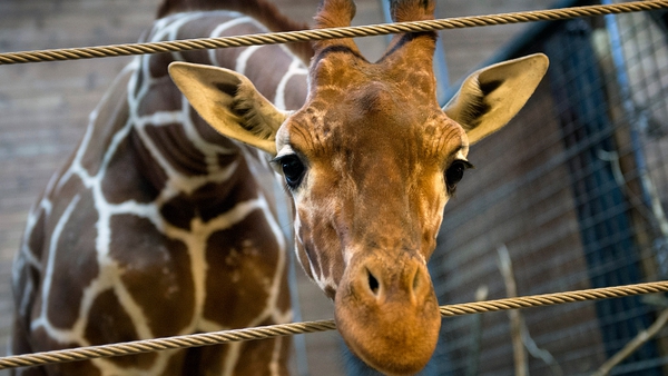 Zoo boss Bengt Holst received death threats for the decision to kill its 18-month-old giraffe Marius
