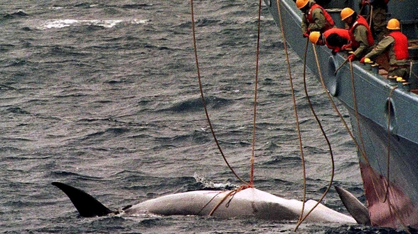 Local media said Japanese whalers were expected to depart for the ocean possibly by the end of December