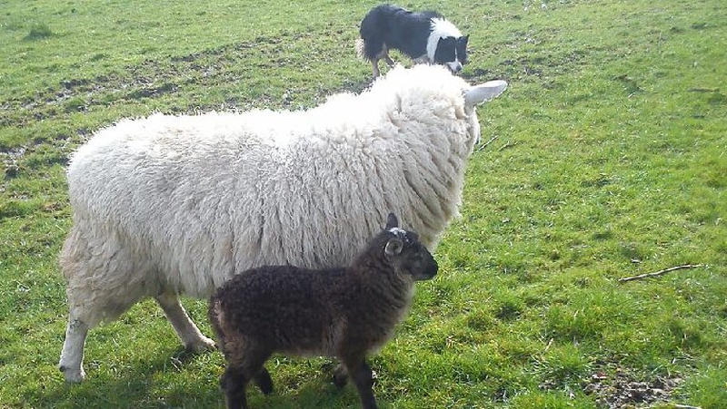 Rare Goat Sheep Hybrid Born In Kildare 