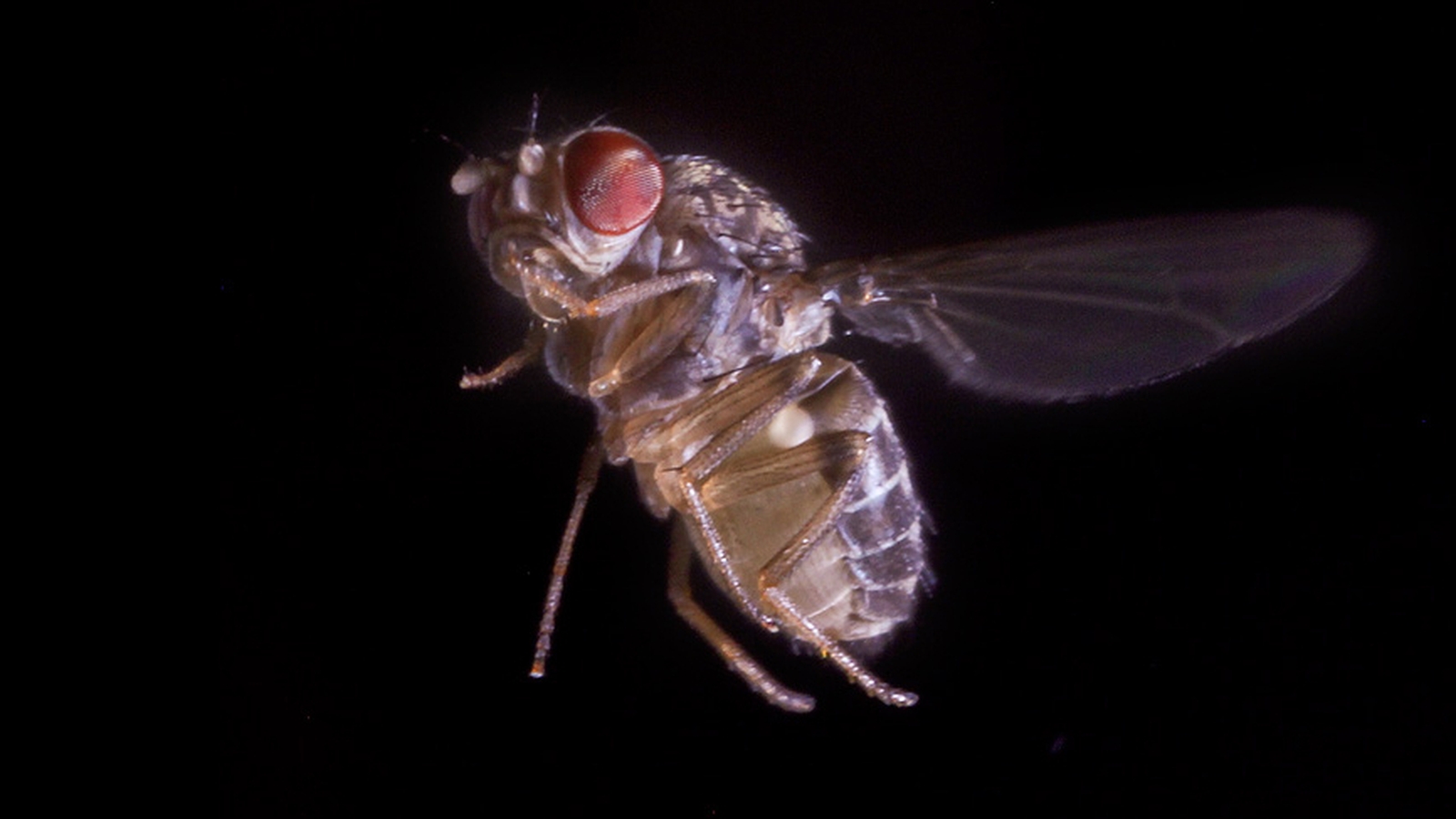 Fruit flies can manoeuvre like fighter jets