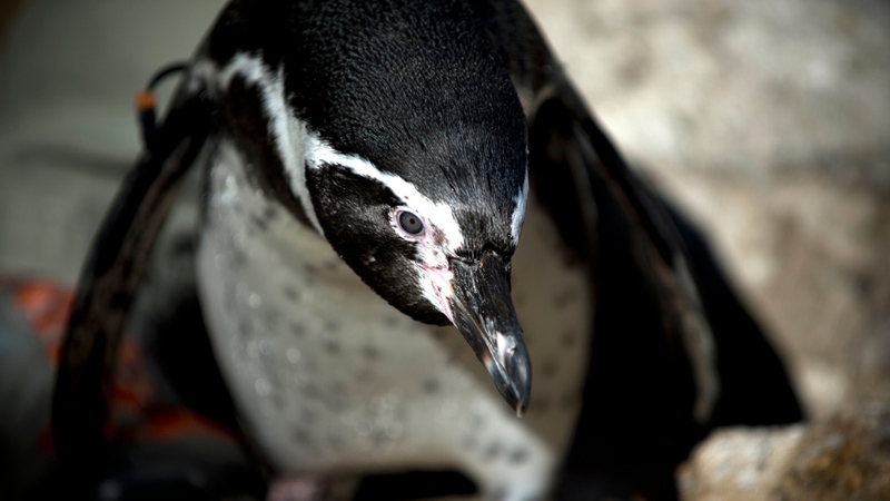 humboldt rescue birds