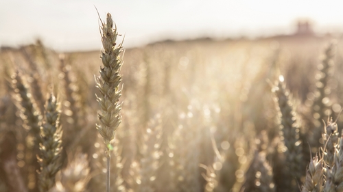 40% of the EU's grain comes from Ukraine