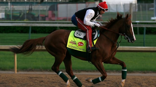 California Chrome during an early morning workout at Churchill Downs