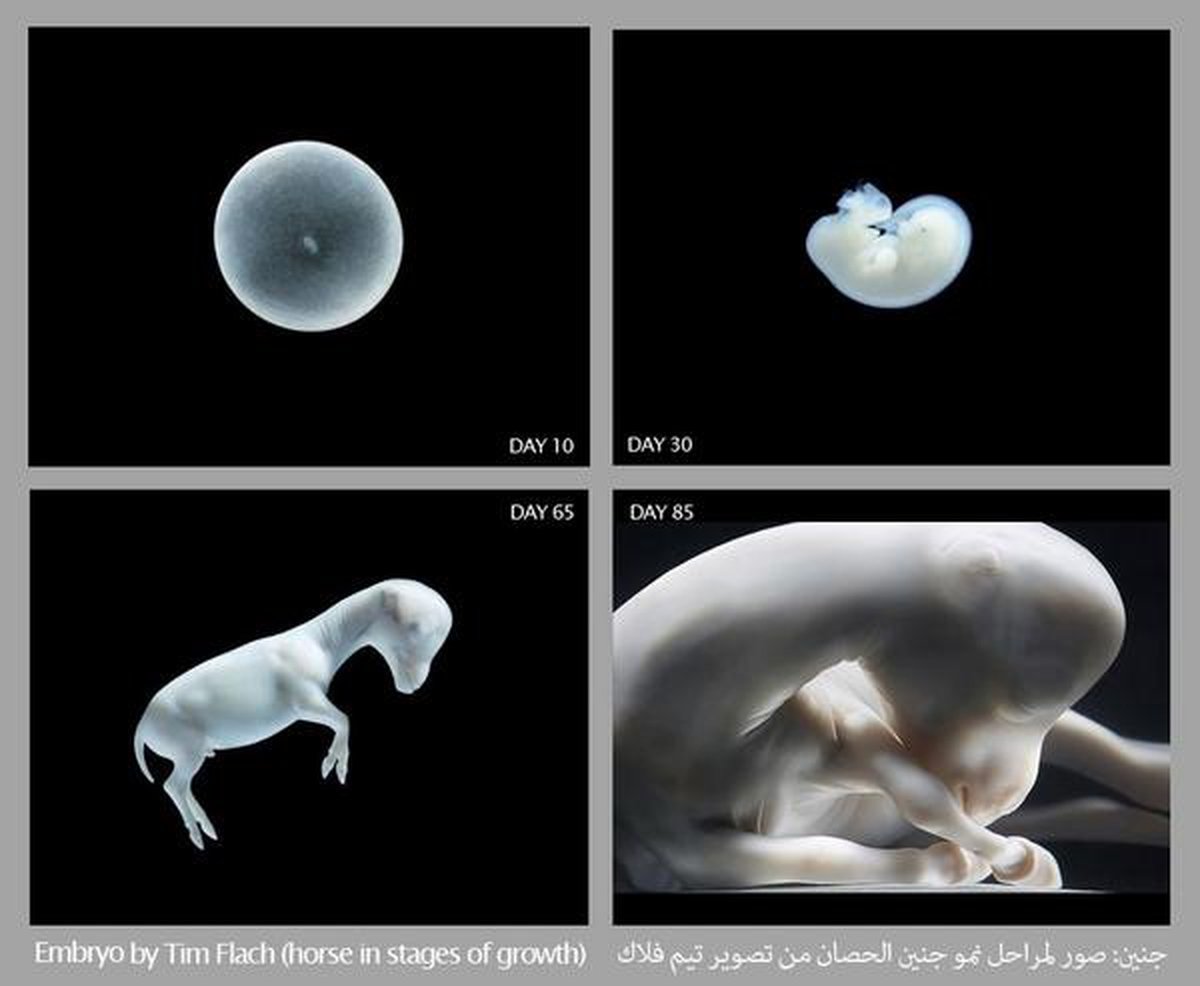 Эмбрион животного рисунок