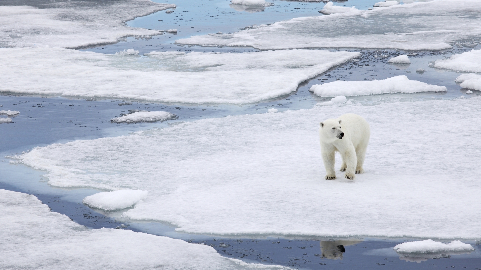 Polar bear population likely to fall by 30%