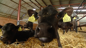 The British team spent ten months studying the ways cows talked to their young